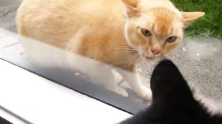 The Neighbours Angry Cat
