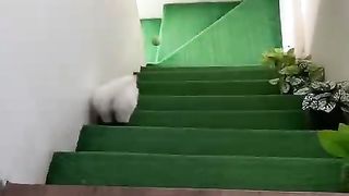 Cat funny video 28