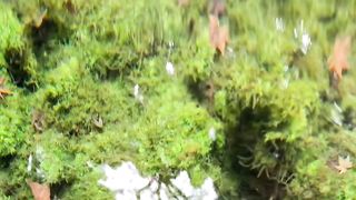 Nature love 9