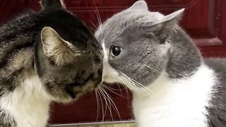Cats fight 3