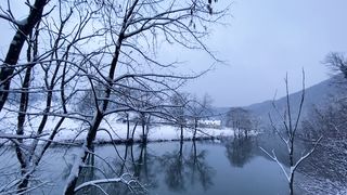 "Frozen Elegance: Nature's Enchanting Dance in the Snow"