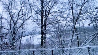 "Frosty Reverie: Nature's Spellbinding Dance in the Snow"
