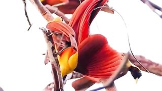 Birds 25