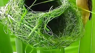 Subhan Allah 56