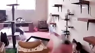 Котчт
