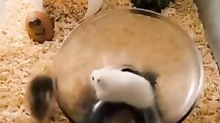 Хомяк