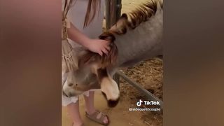 Это Было Его Последнее Видео! Внезапные Нападения Животных Снятые на Камеру
