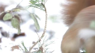 Amidst the forest's treasures, this charming little companion,