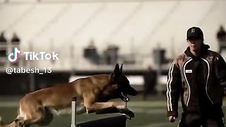 Enjoy dog