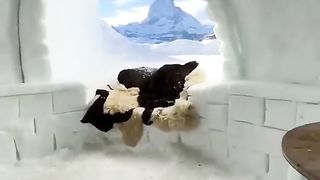 बर्फ का घर गर्म कैसे होता है_ _ igloo snow house _. Upload