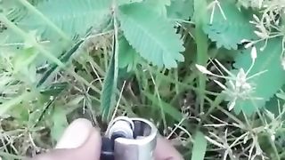 trending_6702269180382388761