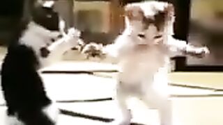 Funny video of cats with children