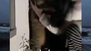 Kucing lucu bikin ketawa