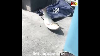 People vs Animals Most Funny Moments