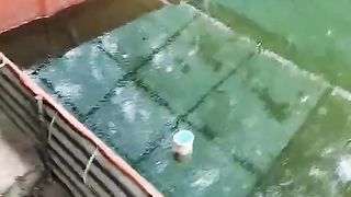 Kenapa telur lele banyak yang putih disaat penetasan❓