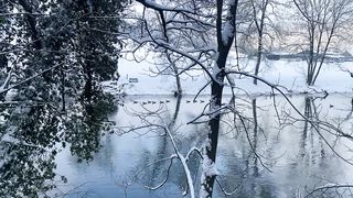 "Snow-Kissed Tranquility: A Nature's Tale Beneath the Blanket"