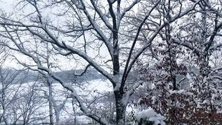 "Serenade of Snow: Nature's Ballet in Winter's Embrace"