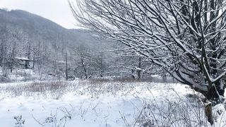 "Ice Veil Ballet: Nature's Grace Under Winter's Silent Embrace"