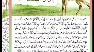 اسلامی معلومات Like share follow 536