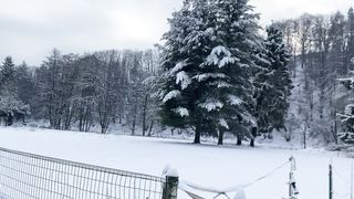 "Ivory Serenity: Nature's Poetic Dance Beneath the Winter Canopy"