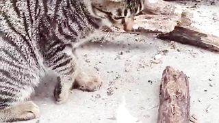 Cat VS mouse Funny Video