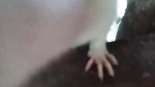 Cute Mouse Fighting For Food Funny Video