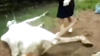 funny video 463