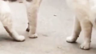 Cat rage and fight moments