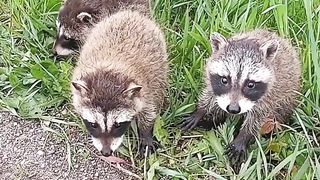 PETS & ANIMALS-Cuties Treasures_ The Coolest Baby Animals