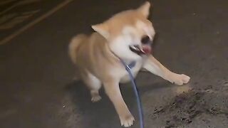 Funny animal 62
