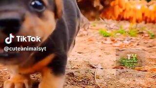 - Cute Puppies Playing Compilation Videos 2023 ???? -
