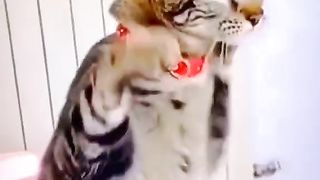 Funny Cat And Chicken World Best Video Compilation 2024???????? #animalsfunnyvideos #cats #playingcats #playingkittens #trending #trends #cat #funny