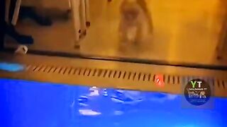 Cute Cute Cat And kittens Funny Moments 2023????????