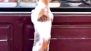 cat wants to buy sweets