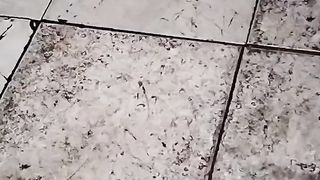 ANAK KUCING MENYUSUI DIHALAMAN RUMAH