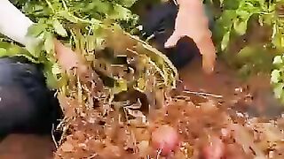 nature 30