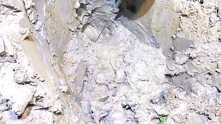 Wrestling with Baboon Eels in the Middle of the Night
