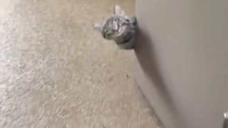 Пранк над кошкой ????