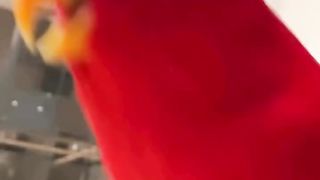 City parrot rules