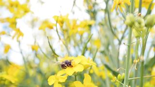Bee & Bees