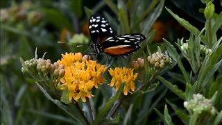 Butterfly 11