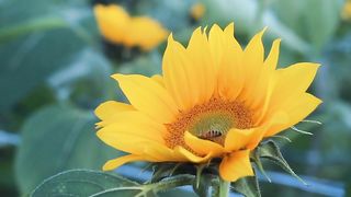 Sunflower 6