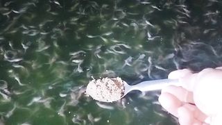 Cepatnya pertumbuhan ikan lele, baru 3 hari saja sudah naik satu tahap