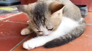 Cute Baby Cats - Cute and Funny Cat Videos Compilation 2024 - Part 133