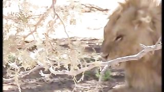 Lions fate