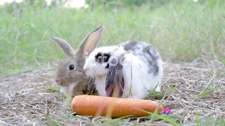 Facts about rabbits