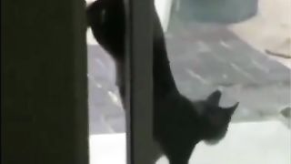 kumat