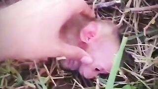 Monkey business 2