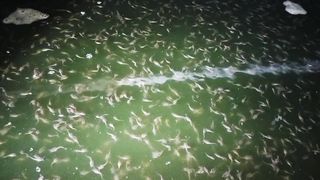 Cara memberi makan LARVA LELE dengan pelet PF 500