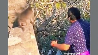 Funny Monkey Viral Video 133